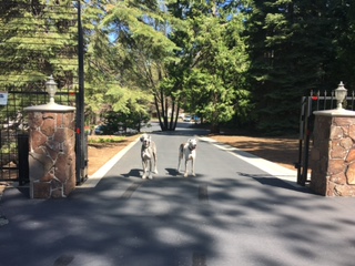 Two White Dogs Standing on the Street