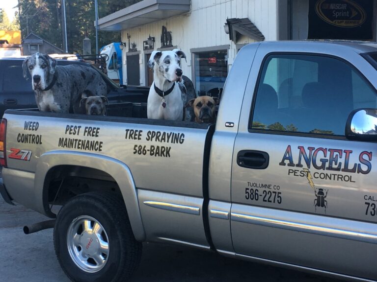 A Group of Dogs at the Back of a Truck