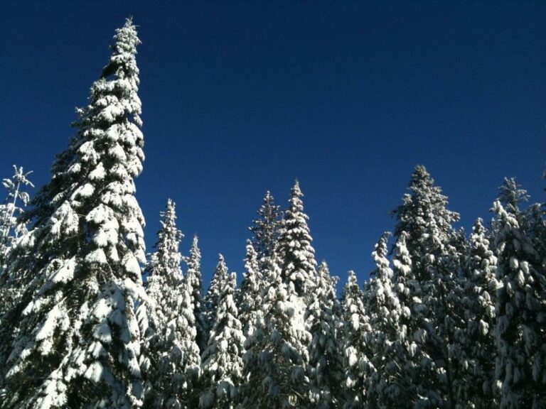 A Bunch of Pine Trees Covered with Snow