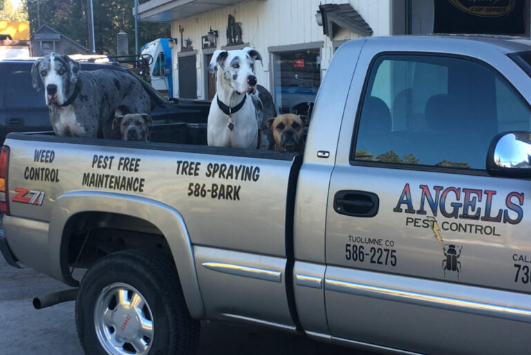 A Group of Dogs at the Back of a Truck